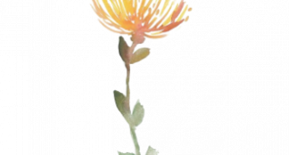 Safflower